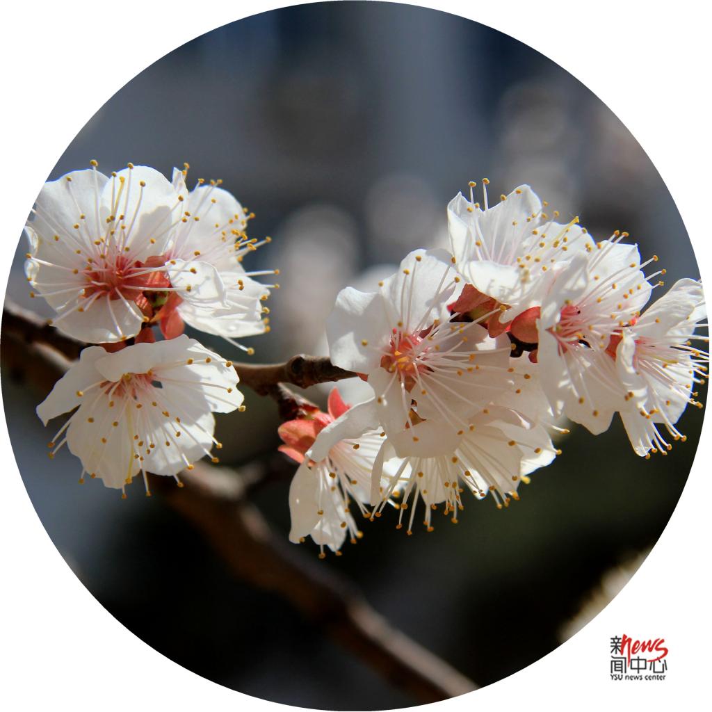 印象米兰·体育_米兰(中国) • 那些花儿（组图）