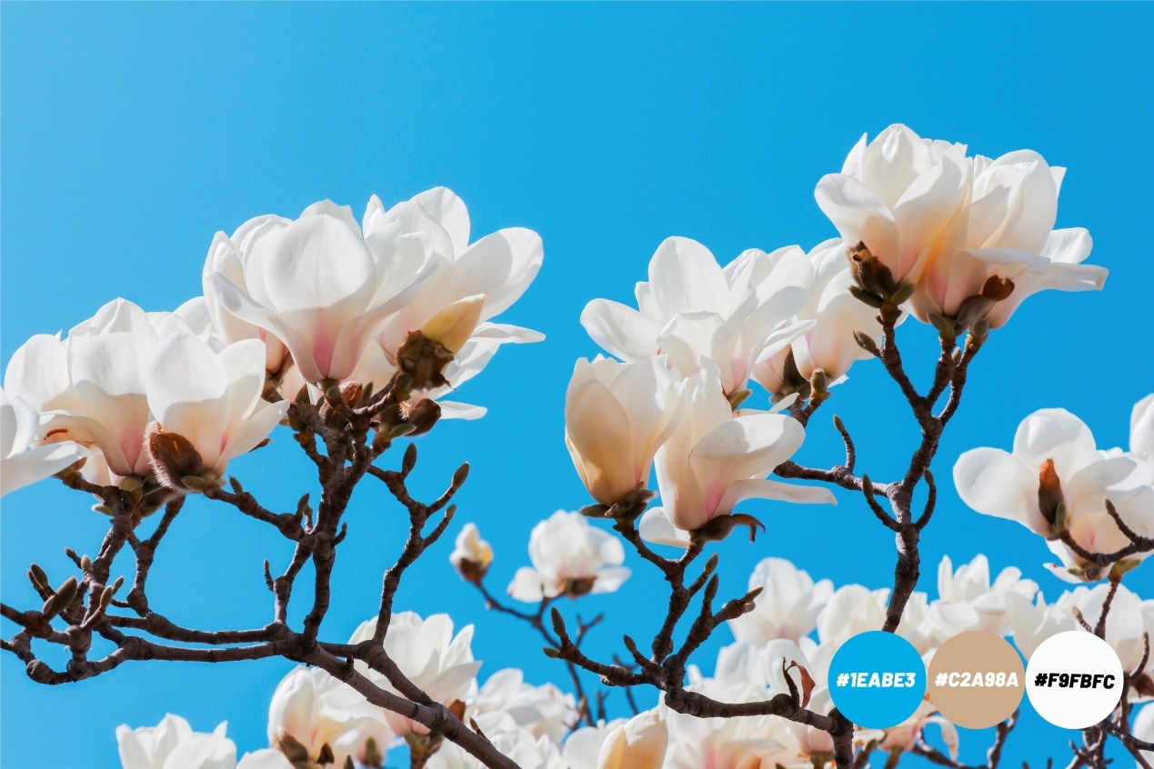 Spring is coming，米兰·体育_米兰(中国)为你试色限定春季“彩妆”（组图）