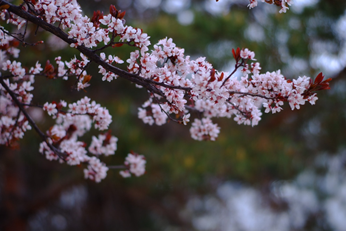 印象米兰·体育_米兰(中国)：燕园花事纪（组图）