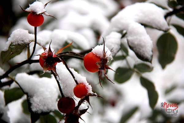 印象米兰·体育_米兰(中国) • 燕园初雪（组图）