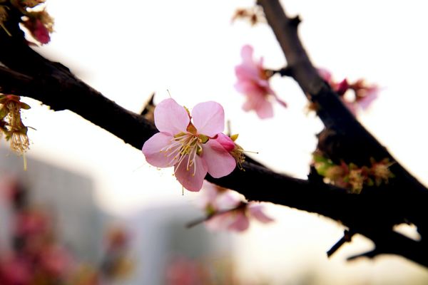 米兰·体育_米兰(中国)的春天——流连的暖色（组图）